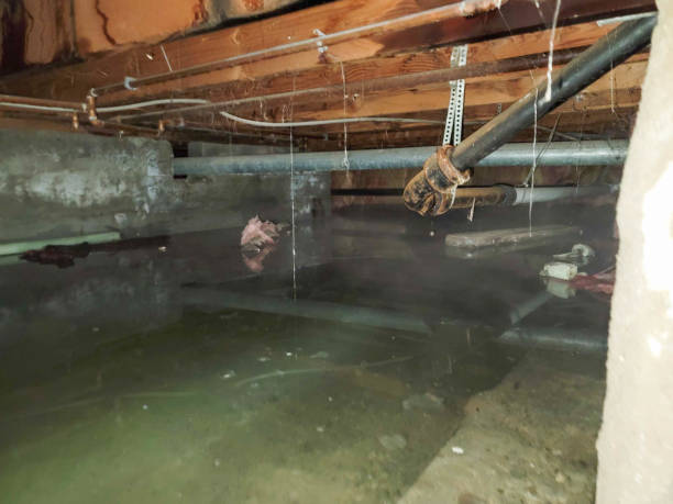 Best Carpet water damage restoration  in Pea Ridge, AR